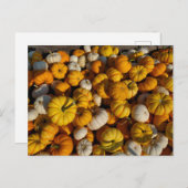 Pumpkins Postcard Postkarte (Vorne/Hinten)