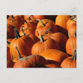 Pumpkins Postcard Postkarte