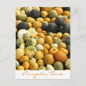 Pumpkins Postkarte (Vorderseite)