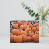 Pumpkins, Pumpkins und weitere Pumpkins, Fall Postkarte (Stehend Vorderseite)