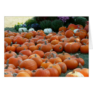 Pumpkins und Mums Herbsternte Fotografie