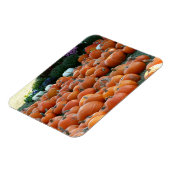 Pumpkins und Mums Herbsternte Fotografie Magnet (Linke Seite)