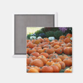 Pumpkins und Mums Herbsternte Fotografie Magnet (Vorderseite/Rückseite)