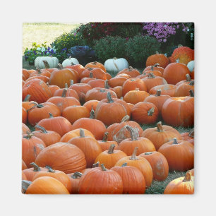 Pumpkins und Mums Herbsternte Fotografie Magnet