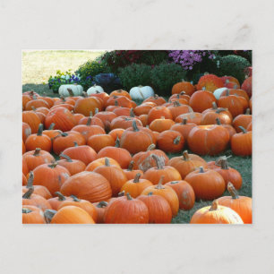 Pumpkins und Mums Herbsternte Fotografie Postkarte
