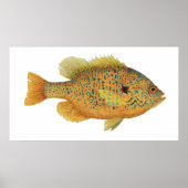 Pumpkinseed Sunfish Art Poster (Vorne)