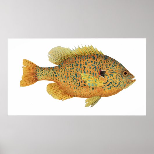 Pumpkinseed Sunfish Art Poster (Vorne)