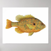Pumpkinseed Sunfish Art Poster (Vorne)
