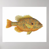 Pumpkinseed Sunfish Artwork Poster (Vorne)