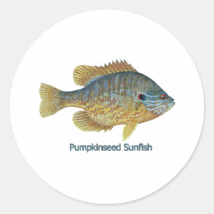 Pumpkinseed Sunfish (betitelt) Runder Aufkleber