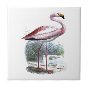 Puna Flamingo Vintag Illustration Fliese