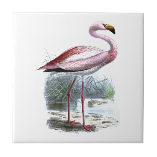 Puna Flamingo Vintag Illustration Fliese (Vorderseite)