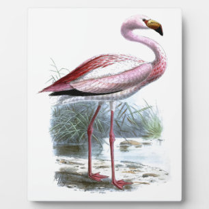 Puna Flamingo Vintag Illustration Fotoplatte