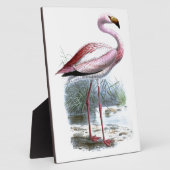 Puna Flamingo Vintag Illustration Fotoplatte (Seite)