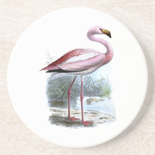 Puna Flamingo Vintag Illustration Getränkeuntersetzer (Vorne)