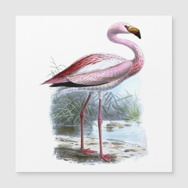 Puna Flamingo Vintag Illustration Magnetkarte (Vorderseite)