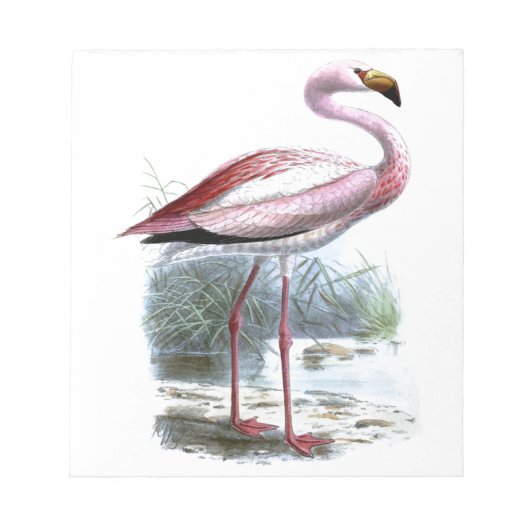 Puna Flamingo Vintag Illustration Notizblock (Vorderseite)