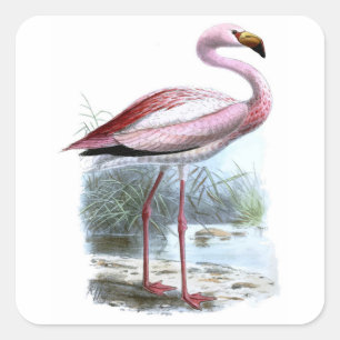 Puna Flamingo Vintag Illustration Quadratischer Aufkleber