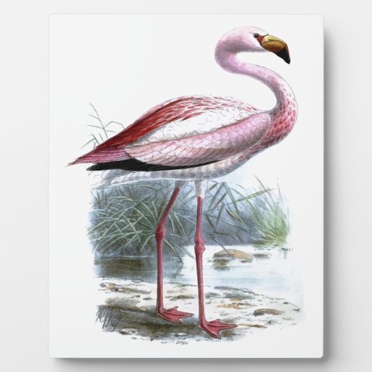 Puna-Flamingo-Vintage-Illustration Fotoplatte (Vorderseite)