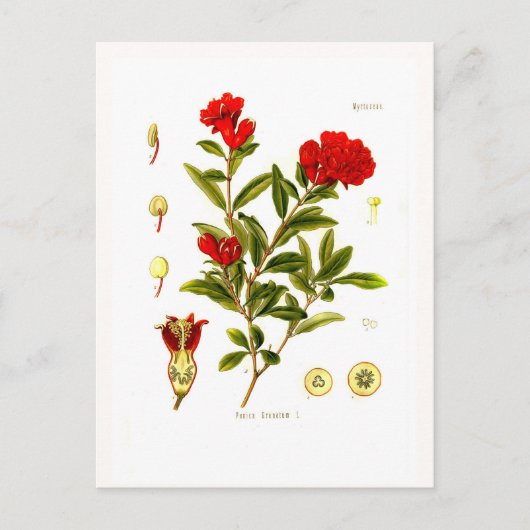 Punica granata (Granatapfelgranat) Postkarte (Vorderseite)