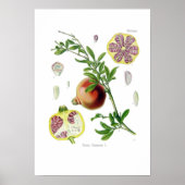 Punica granatum (Pomegranat) Poster (Vorne)