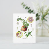 Punica granatum (Pomegranate) Postkarte (Stehend Vorderseite)