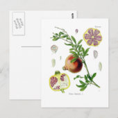 Punica granatum (Pomegranate) Postkarte (Vorne/Hinten)