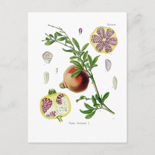 Punica granatum (Pomegranate) Postkarte (Vorderseite)