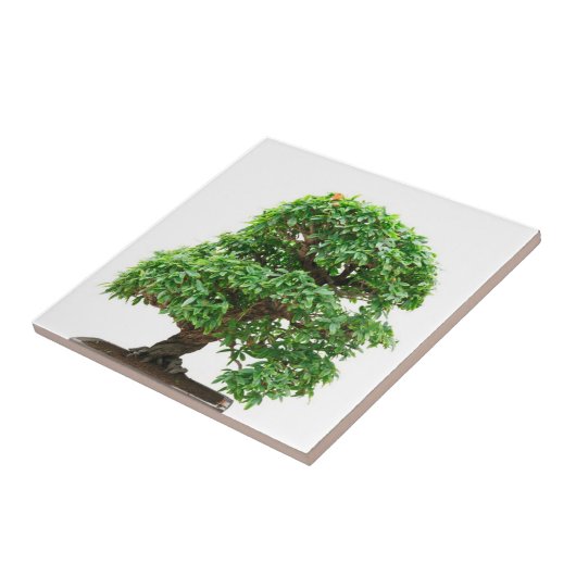 Punicas granatumbonsaisbaum fliese (Seite)