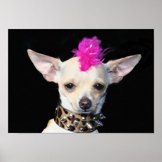 Punk Chihuahua Poster (Vorne)