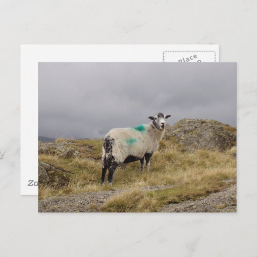 Punk Postkarte (Vorne/Hinten)