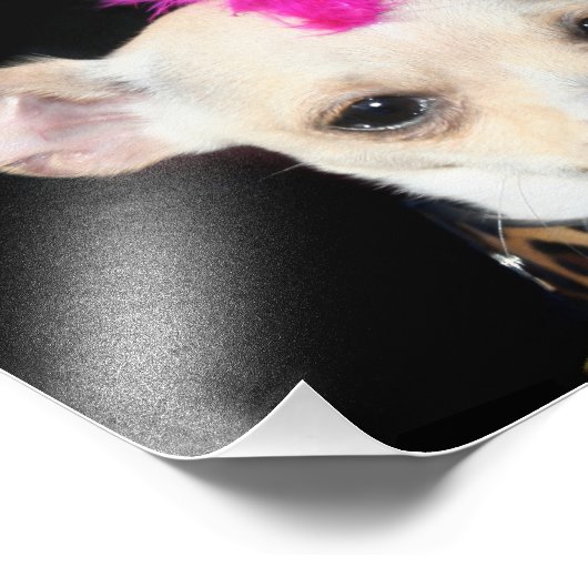 Punk Rock Chihuahua Fotodruck (Ecke)