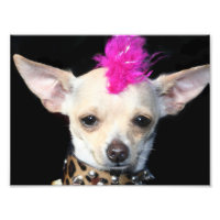 Punk Rock Chihuahua