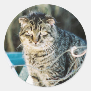 Punk Rock Feral Tom Cat Runder Aufkleber