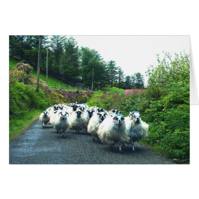 Punk Sheep auf der Halbinsel Beara Irland (Vorderseite (Horizontal))