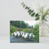 Punk Sheep auf der Halbinsel Beara Irland Postkarte (Stehend Vorderseite)
