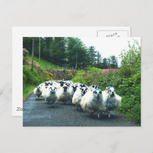 Punk Sheep auf der Halbinsel Beara Irland Postkarte (Vorne/Hinten)