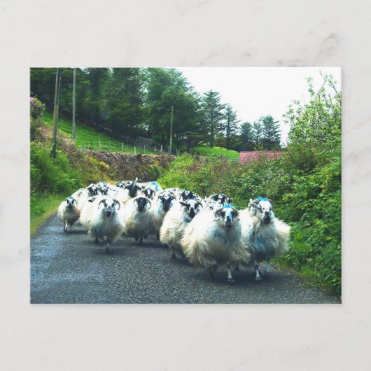 Punk Sheep auf der Halbinsel Beara Irland Postkarte (Vorderseite)