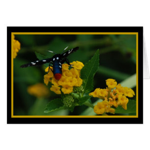 Punkt Wasp Moth 270