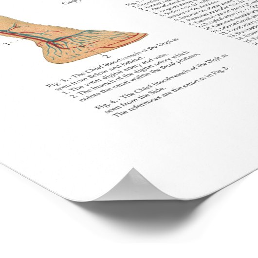 Punktdiagramm zur Gefäßanatomie Poster (Ecke)