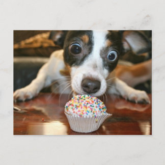 Pup Cake Postcard Postkarte