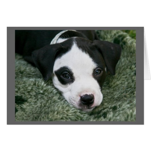 Pup Card Pit Bull Terrier - "Angie" (Vorderseite (Horizontal))