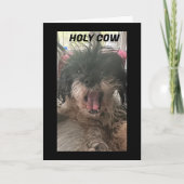 PUP IST KLEIN, WIE WURDE "50" ANGEZEIGT? KARTE (Vorderseite)