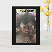 PUP IST KLEIN, WIE WURDE "50" ANGEZEIGT? KARTE (Gelbe Blume)