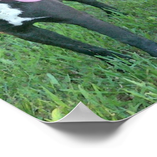 Pup Pup Laughing Poster (Ecke)