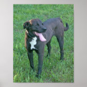 Pup Pup Laughing Poster (Vorne)