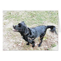 Pup Wartete, zu Fuß zu gehen