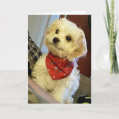 PUP WISHER "YOUR TWIN"/"BEST FREUND" BIRTHDAY WISH KARTE (Vorderseite)