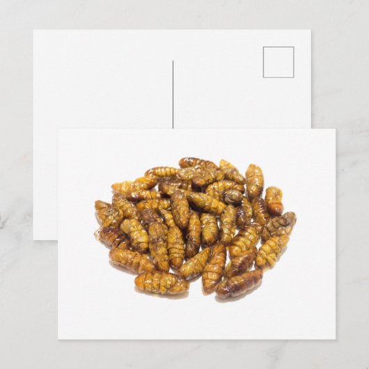 Pupae Postkarte (Vorne/Hinten)