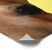 PUPNOSE POSTER (Ecke)